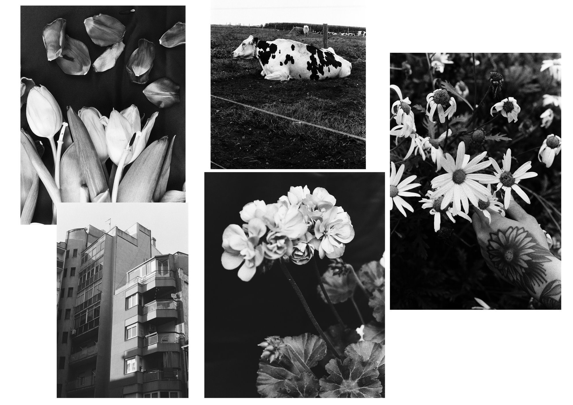 Image of pack 5 fotos en blanco y negro