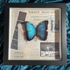 Morpho Frame