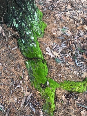Image of Sacred Nature Journey… online
