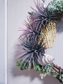 Beachy Succulent Wreath with Tropical Sea Shells