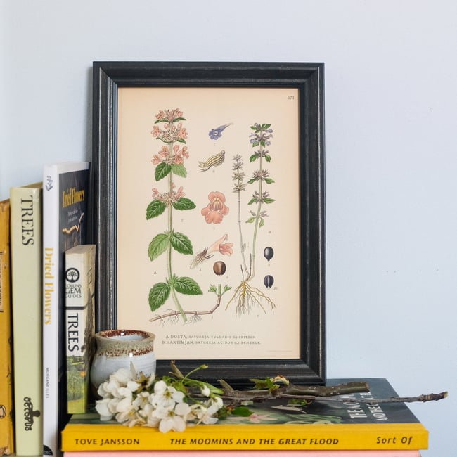 Framed Antique Botanical Print circa 1920's no.2