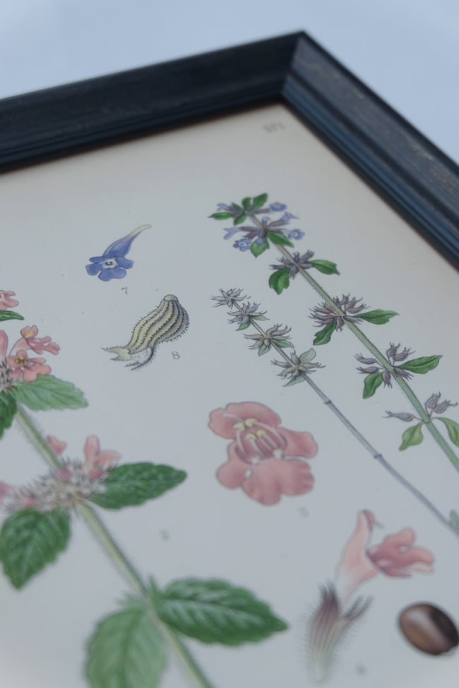 Framed Antique Botanical Print circa 1920's no.2