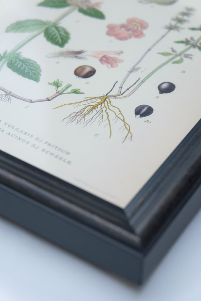 Framed Antique Botanical Print circa 1920's no.2