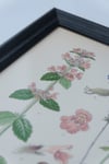 Framed Antique Botanical Print circa 1920's no.2