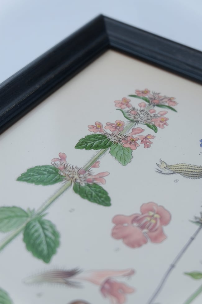 Framed Antique Botanical Print circa 1920's no.2