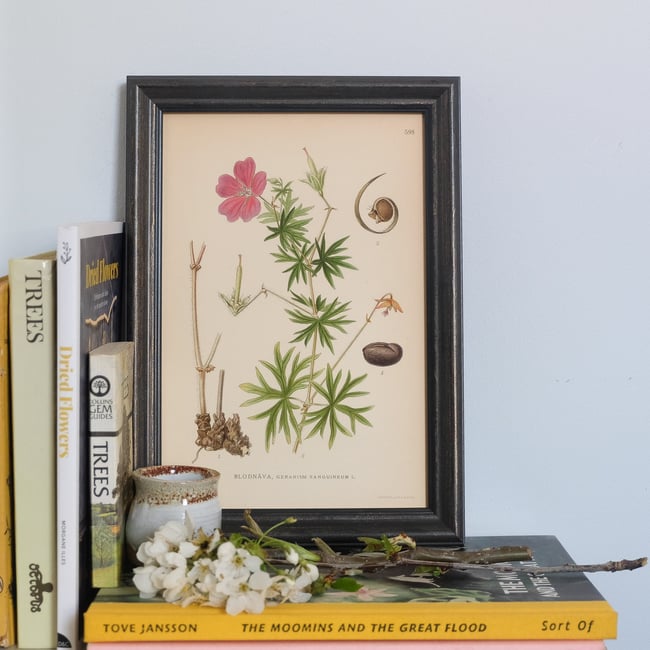 Antique Botanical Print circa 1920's no.3