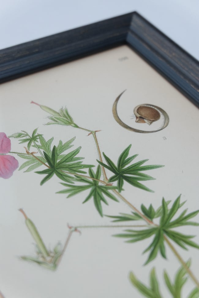 Antique Botanical Print circa 1920's no.3