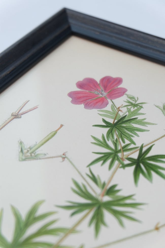 Antique Botanical Print circa 1920's no.3