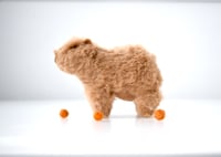 Image 2 of baby capybara