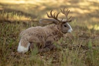 Image 4 of Light Brown Jackalope Poseable Art Doll