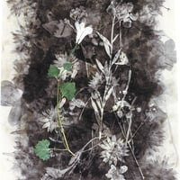Image 3 of Herbier Millefleurs Vert