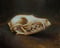 Image of Fox Skull Study