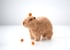 baby capybara Image 3