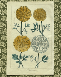 Antique botanical print M