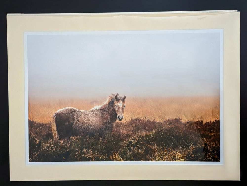Image of Fine Art Horse Large Photographic Giclée Print