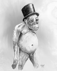 Gentleman Monkey