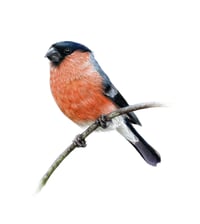 Image 1 of 'Bullfinch' Original Drawing