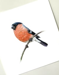 Image 2 of 'Bullfinch' Original Drawing