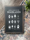 Woodland Animals