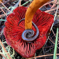 Image 1 of Cortinarius Smithii (red dye fungi)