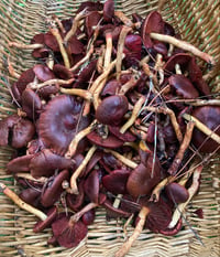 Image 3 of Cortinarius Smithii (red dye fungi)