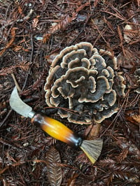 Image 1 of Dyers Polypore