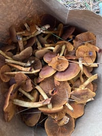 Image 1 of Cinnamon Cortinarius