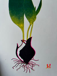 Image 2 of Tulip Risograph Print