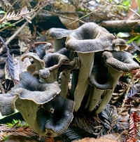 Image 1 of Black Trumpet Fungi