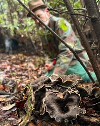 Image 2 of Black Trumpet Fungi