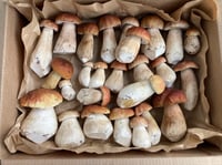 Image 1 of Porcini (Boletus Edulis)