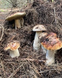 Image 2 of Porcini (Boletus Edulis)