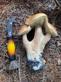 Image 3 of Porcini (Boletus Edulis)