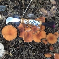 Image 2 of Candy Cap Mushrooms (Lactarius Rubidus)