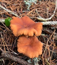 Image 1 of Candy Cap Mushrooms (Lactarius Rubidus)