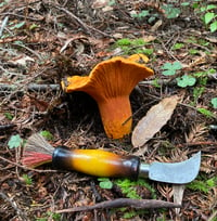 Image 1 of Lobster Mushrooms for Natural Dying of Fabrics