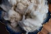 South African Meat Merino - Washed Fleece