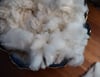 Cormo  - Washed Fleece