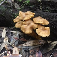 Image 2 of Yellow Foot Mushrooms