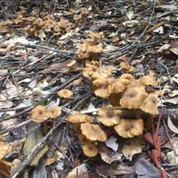 Image 1 of Yellow Foot Mushrooms