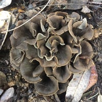 Image 4 of Black Trumpet Fungi