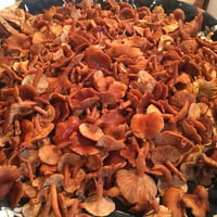 Image 3 of Candy Cap Mushrooms (Lactarius Rubidus)