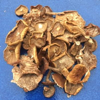 Image 4 of Candy Cap Mushrooms (Lactarius Rubidus)