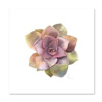 Image 1 of Original Painting - "Echeveria numéro 7" - 30x30 cm
