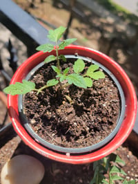 Image 2 of Heirloom Tomato