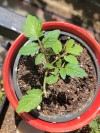 Image 3 of Heirloom Tomato