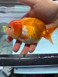 Female Ranchu high quality 