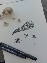 Image 3 of Magpie bones (original framed drawing)