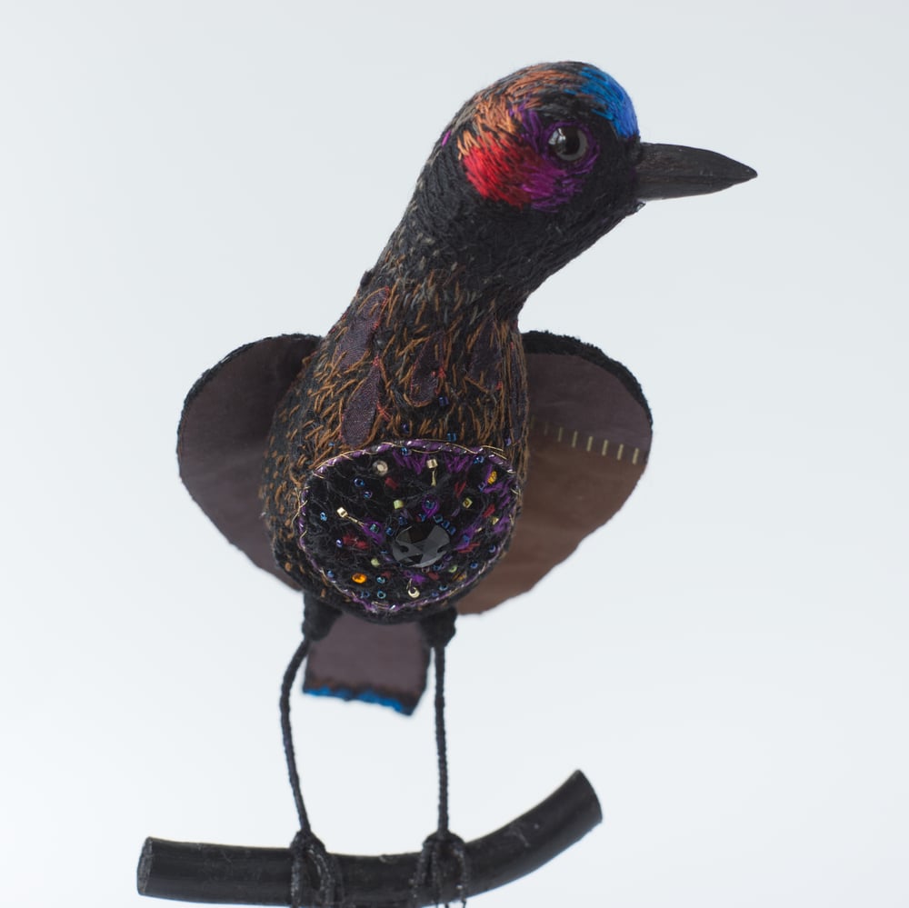 Image of Black Bird