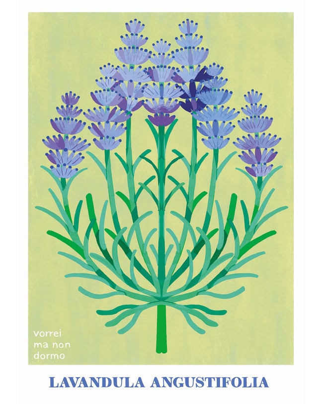 LAVANDA 